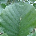 Alnus glutinosa feuille